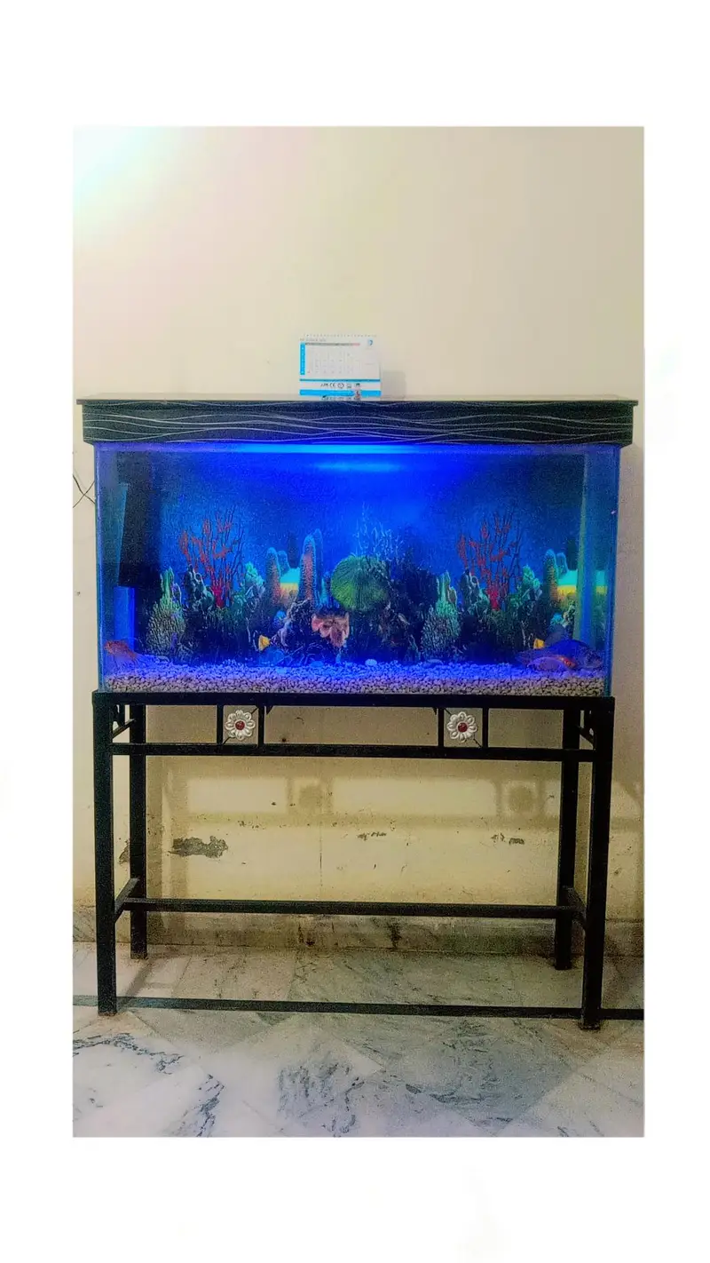 Fish Aquarium For Sale with Gold Family — photo 5