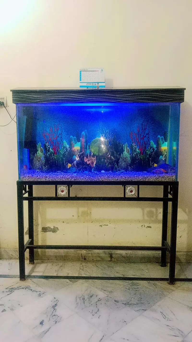Fish Aquarium For Sale with Gold Family — photo 6