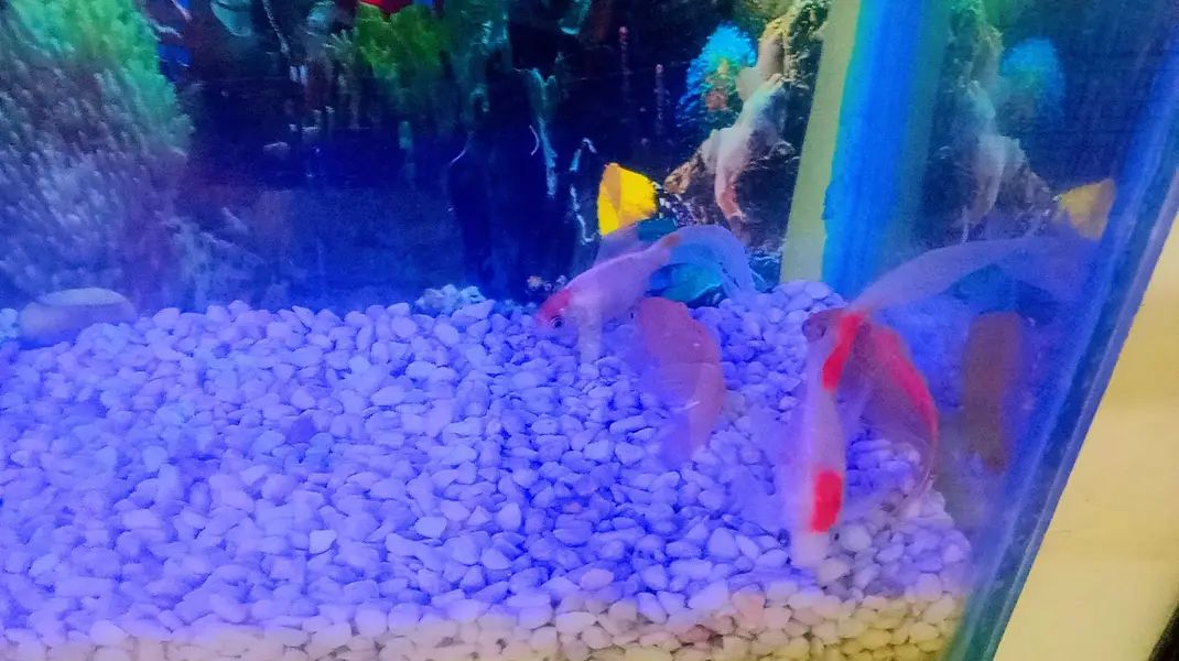 Fish Aquarium For Sale with Gold Family — photo 7