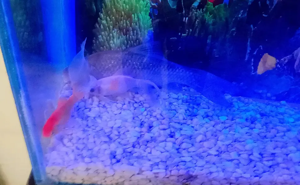 Fish Aquarium For Sale with Gold Family — photo 8