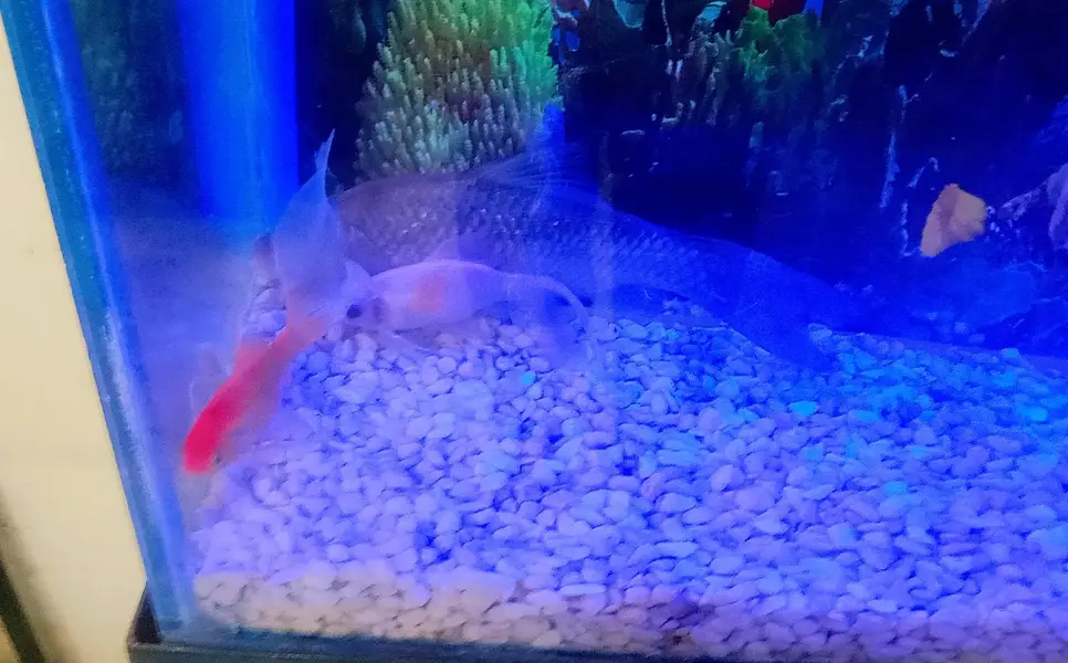 Fish Aquarium For Sale with Gold Family — photo 9