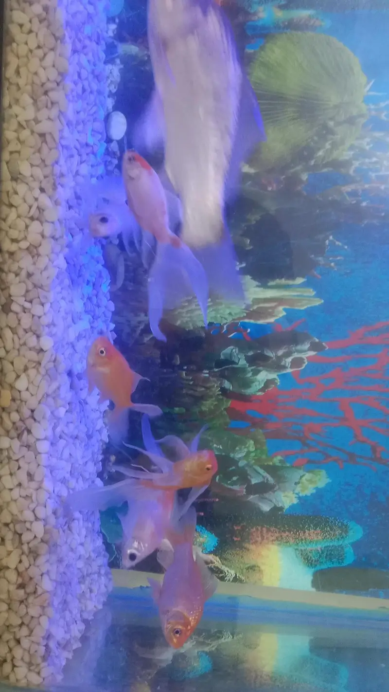 Fish Aquarium For Sale with Gold Family — photo 10