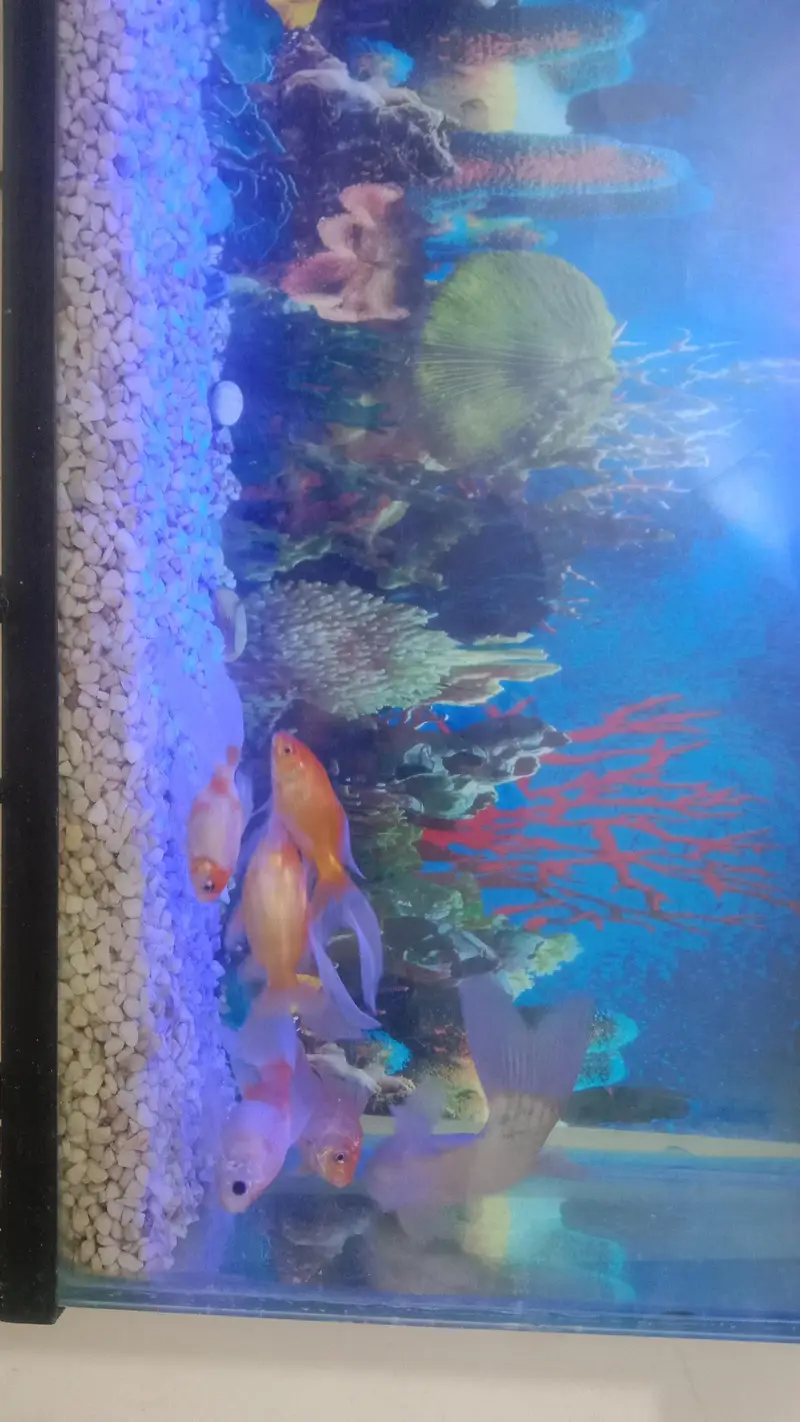 Fish Aquarium For Sale with Gold Family — photo 11