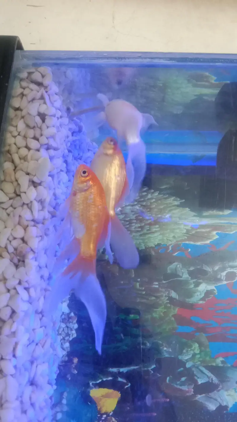 Fish Aquarium For Sale with Gold Family — photo 12