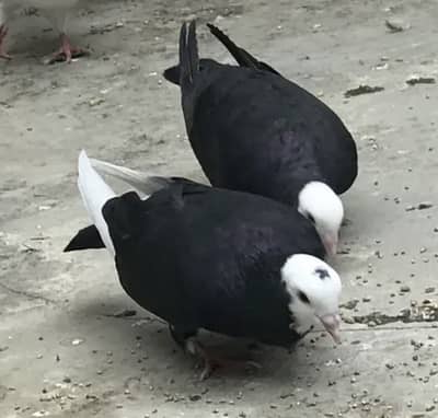 Pigeon pair