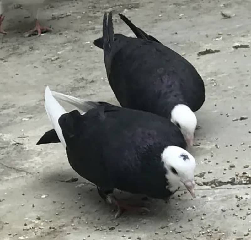 Pigeon pair 0