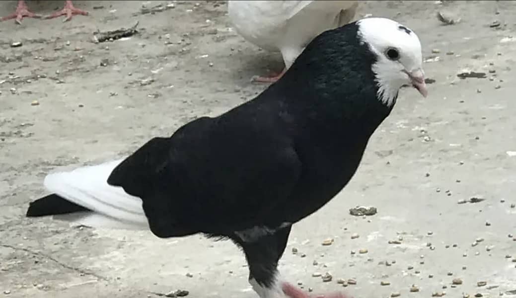 Pigeon pair 2
