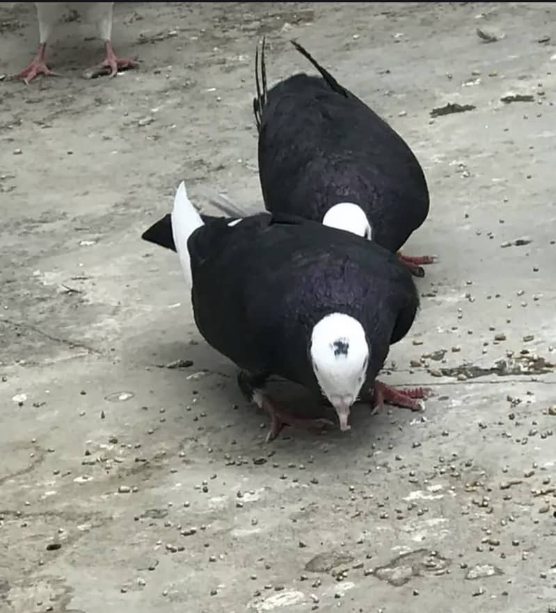 Pigeon pair 3