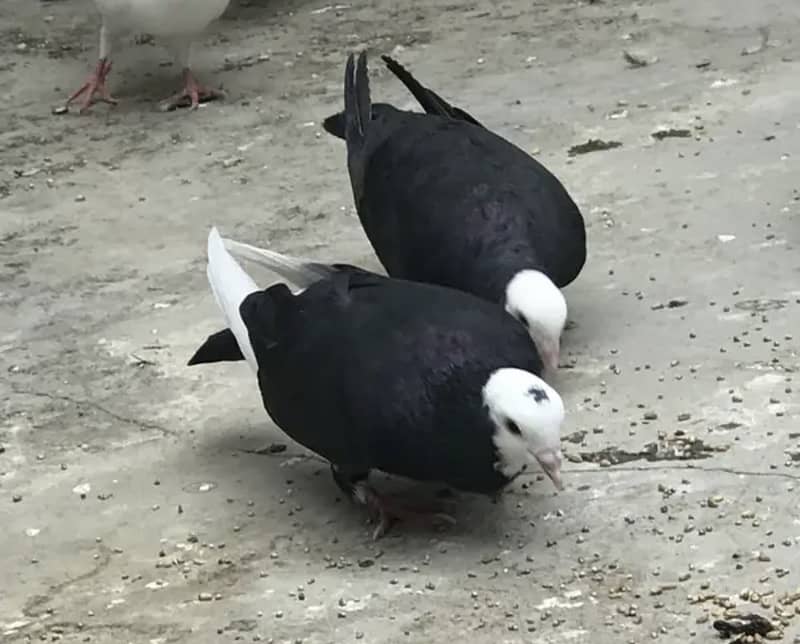 Pigeon pair 4