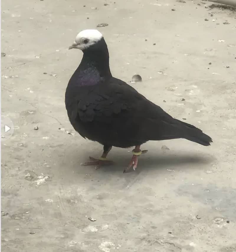 Pigeon pair 6