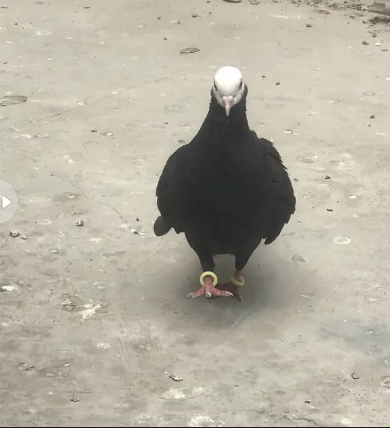 Pigeon pair 7