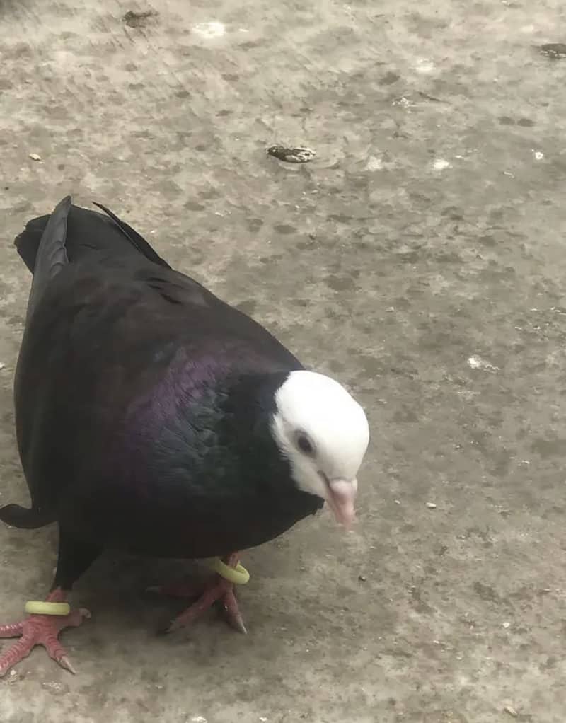 Pigeon pair 8
