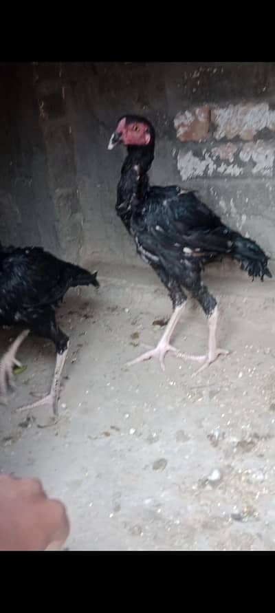 Mushka Aseel pair for sale /-