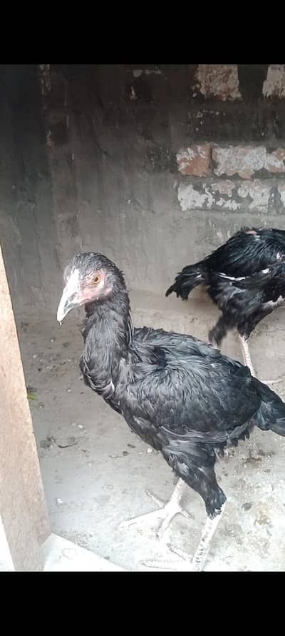 Mushki Aseel female for sale /-
