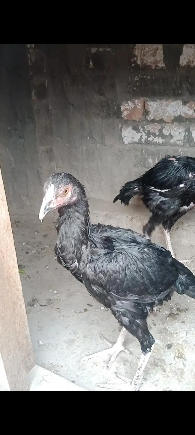 Mushka Aseel pair for sale /- — photo 2