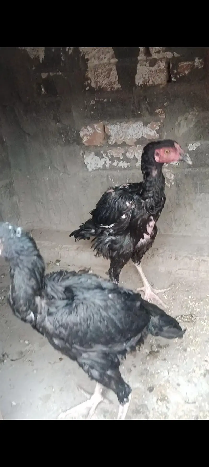 Mushka Aseel pair for sale /- — photo 4
