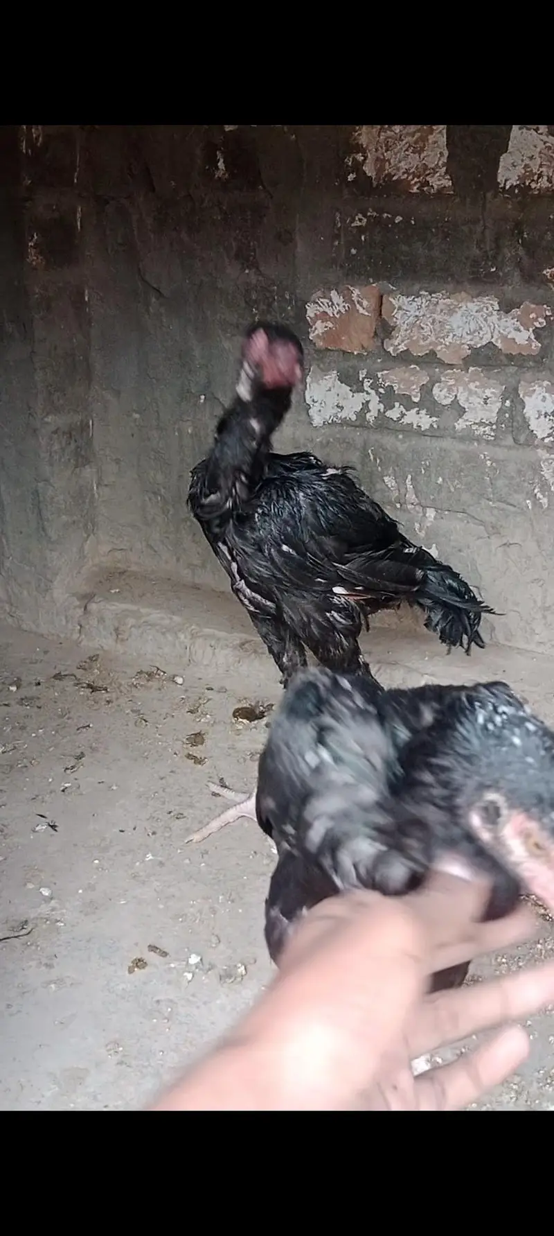 Mushka Aseel pair for sale /- — photo 5