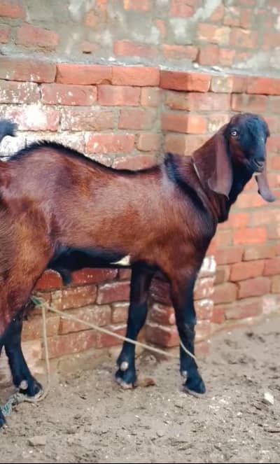 2 Bakra for sale healthy and active