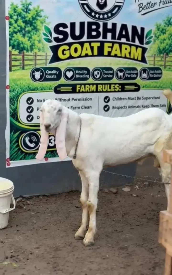2 Bakra for sale healthy and active — photo 2