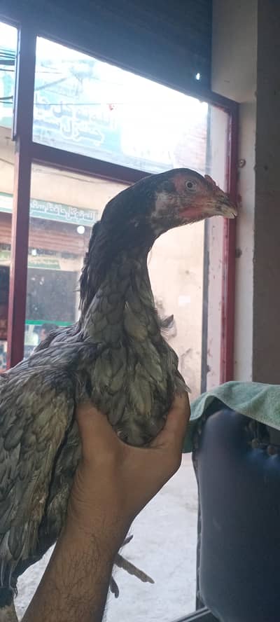 Aseel breeder female