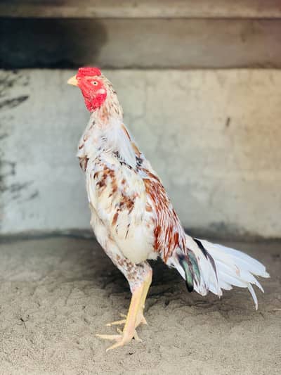 For sale china aseel