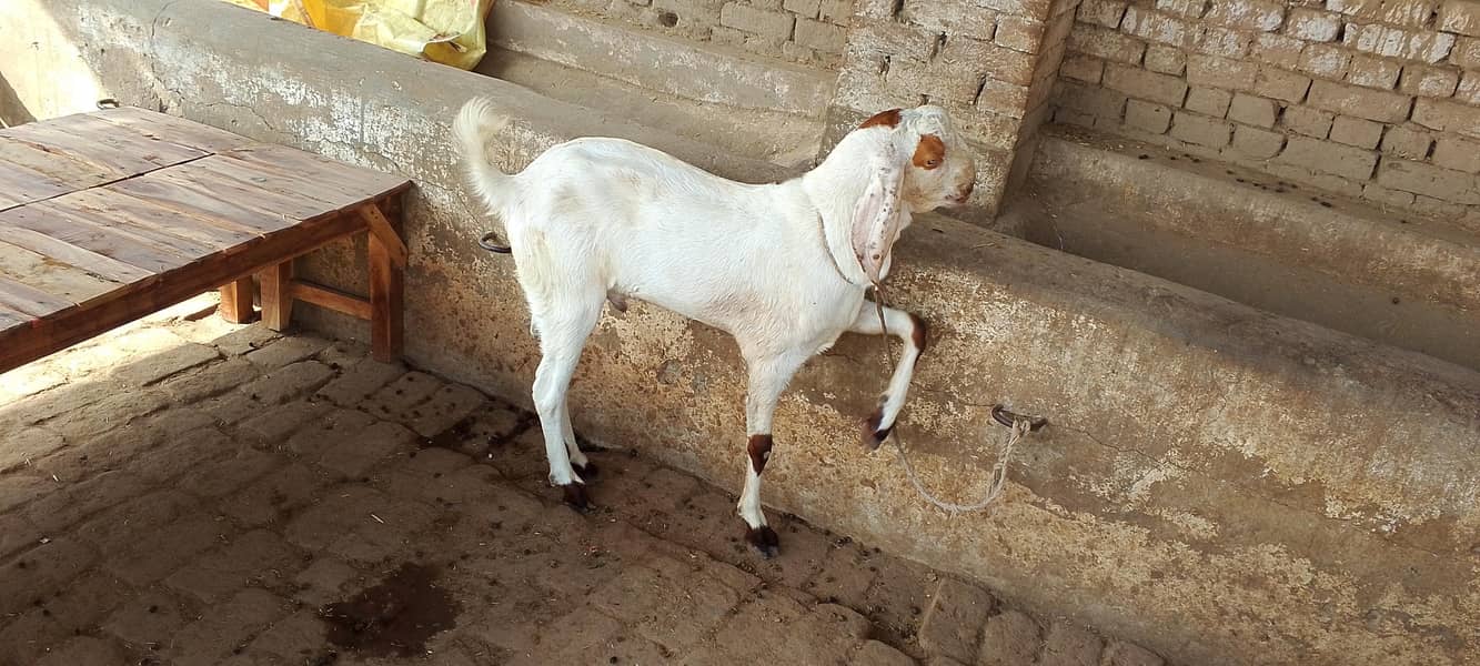 2 Dant Bakra 0