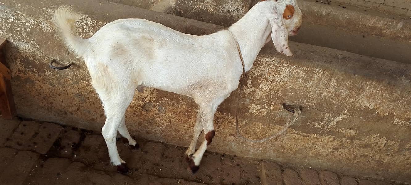 2 Dant Bakra 1