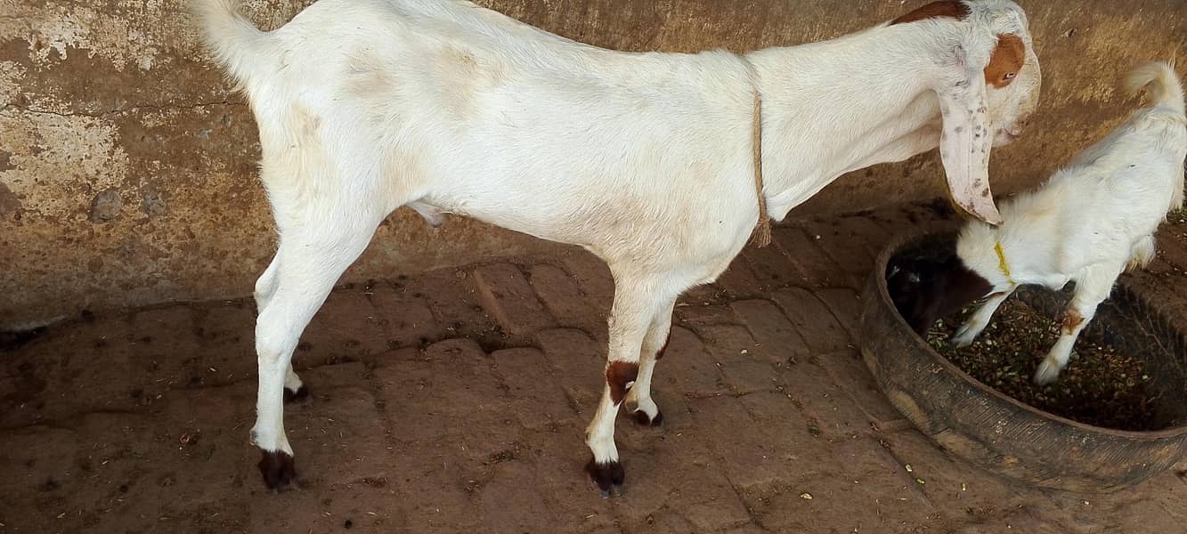 2 Dant Bakra 2