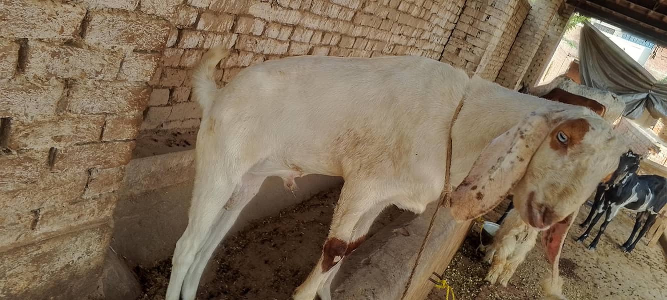 2 Dant Bakra 3