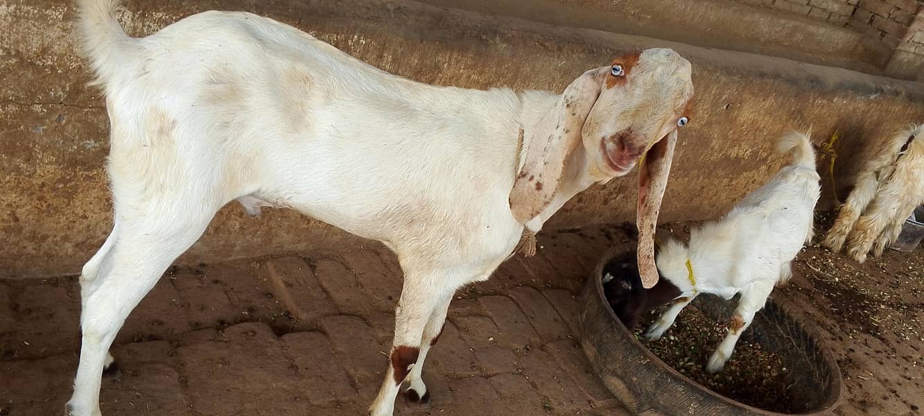 2 Dant Bakra 4