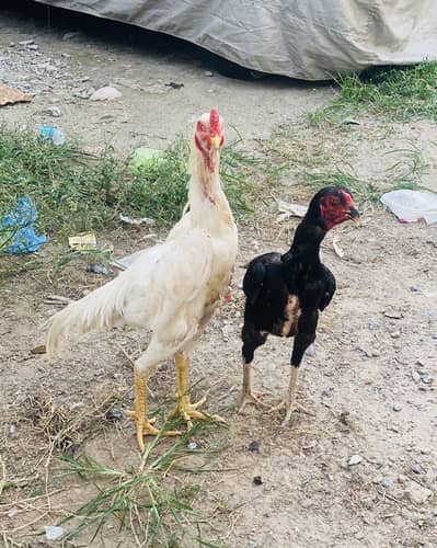 Shamo eggs