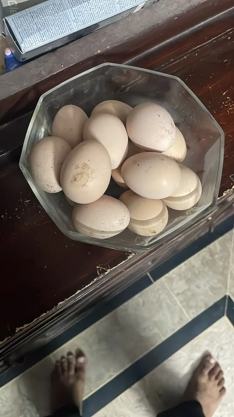 Shamo eggs — photo 2