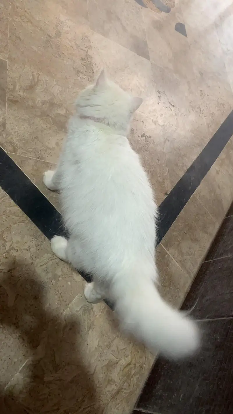 carrying cat — photo 2