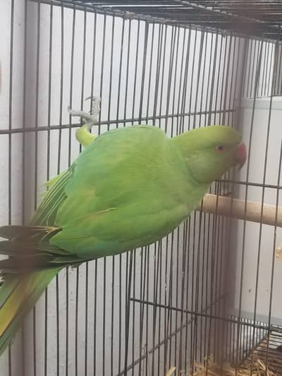 ringnack male or love bird