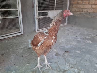Miawali Peeli Aseel