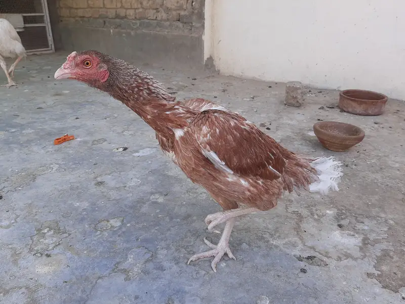 Miawali Peeli Aseel — photo 2