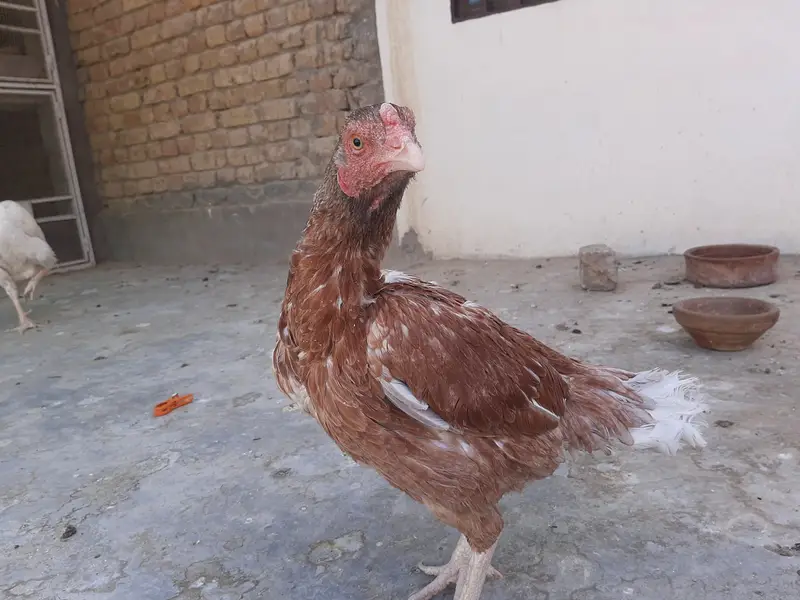 Miawali Peeli Aseel — photo 3