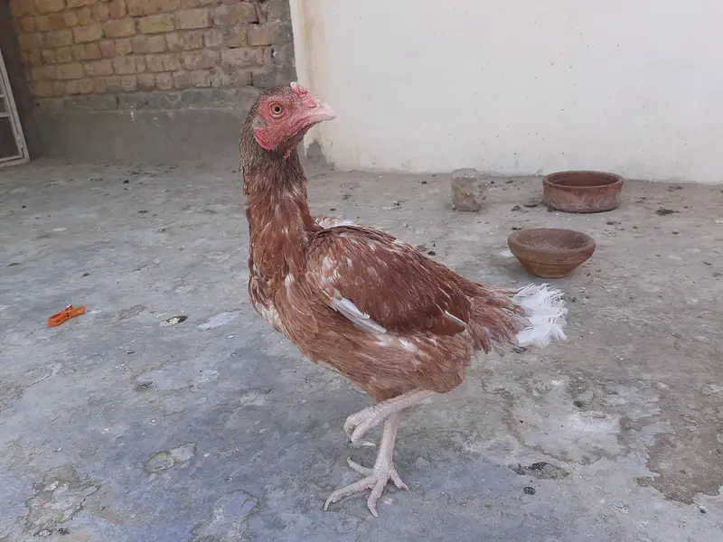 Miawali Peeli Aseel — photo 4
