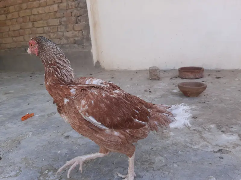 Miawali Peeli Aseel — photo 5