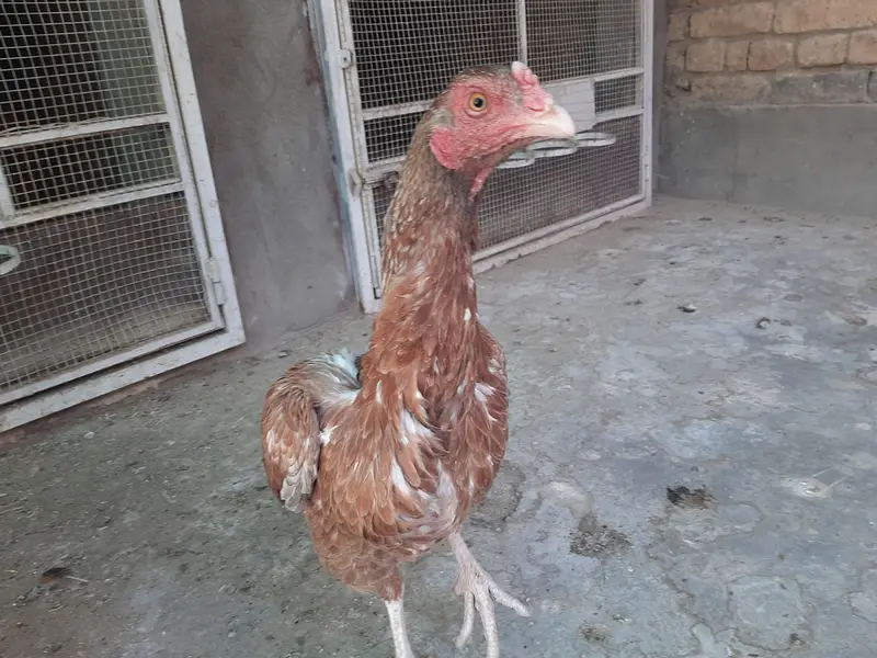 Miawali Peeli Aseel — photo 6
