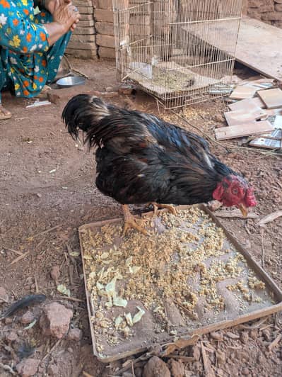 aseel mushka for sale