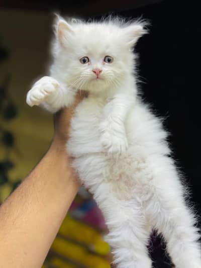 Fluffy Bhalo Kitten/Cat