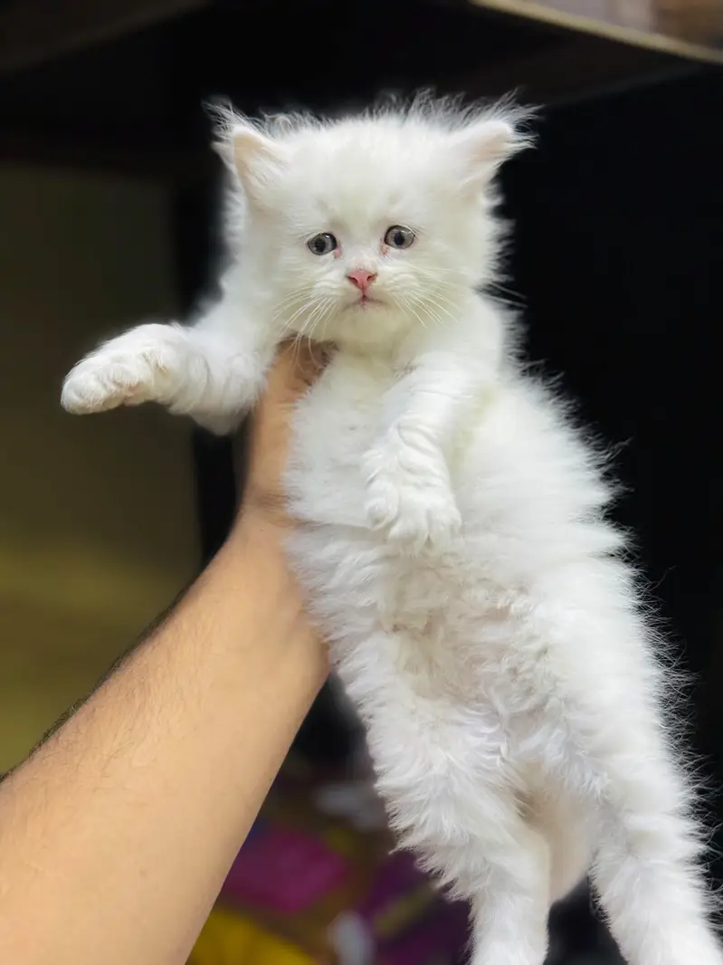 Fluffy Bhalo Kitten/Cat — photo 2
