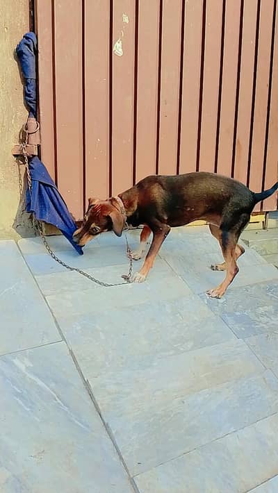 dog for sale