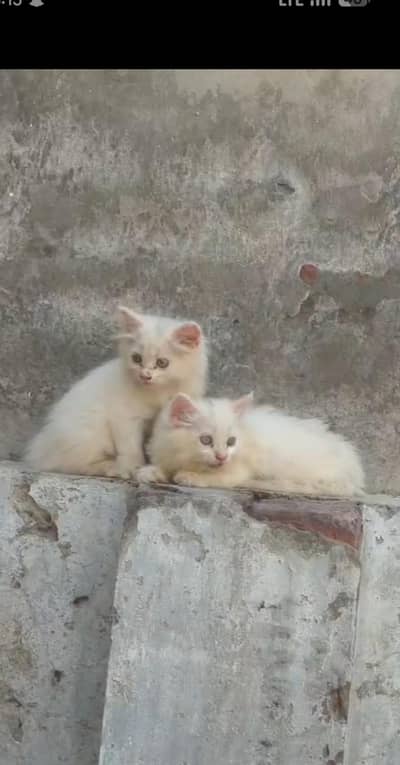 Beautifu 2l cat