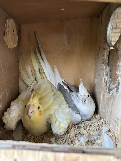 Breeder pair Fellow split male x common white female