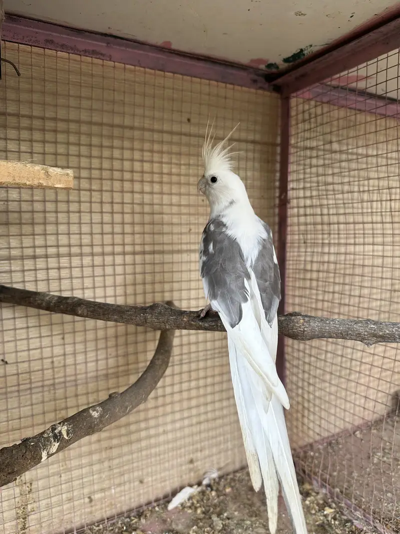 Breeder pair Fellow split male x common white female — photo 2