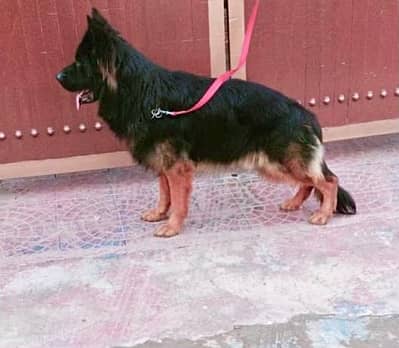 Padigree German Shepherd male avalible for STUD /CROSS