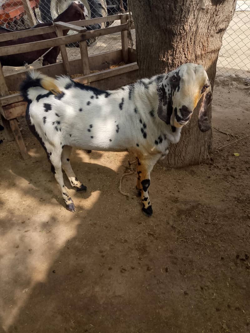 bakrra 1