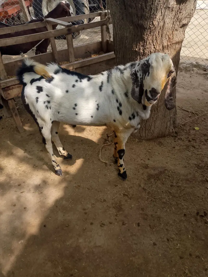 bakrra — photo 2